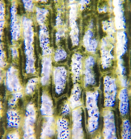 オオカナダモの光合成でヨウ素デンプン反応 植物用led光源使用 660nm 顕微鏡観察