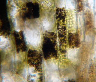オオカナダモの光合成でヨウ素デンプン反応 植物用led光源使用 660nm 顕微鏡観察