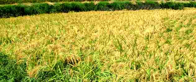 �ؐ|�Ă̈��ł��B