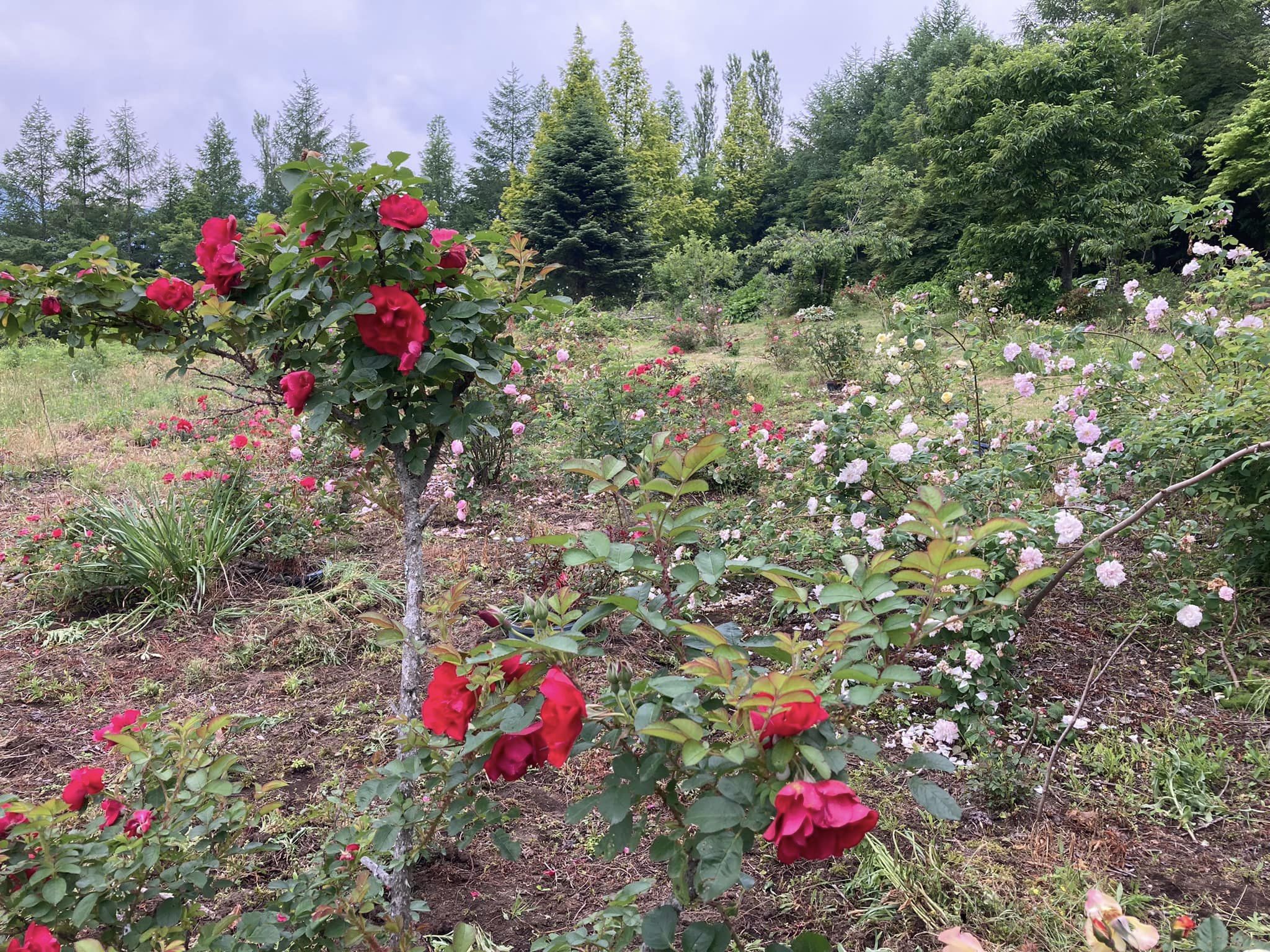 バラ苗 日本ばら園 減農薬バラ苗販売、バラ苗専門店、年中発送日本ばら