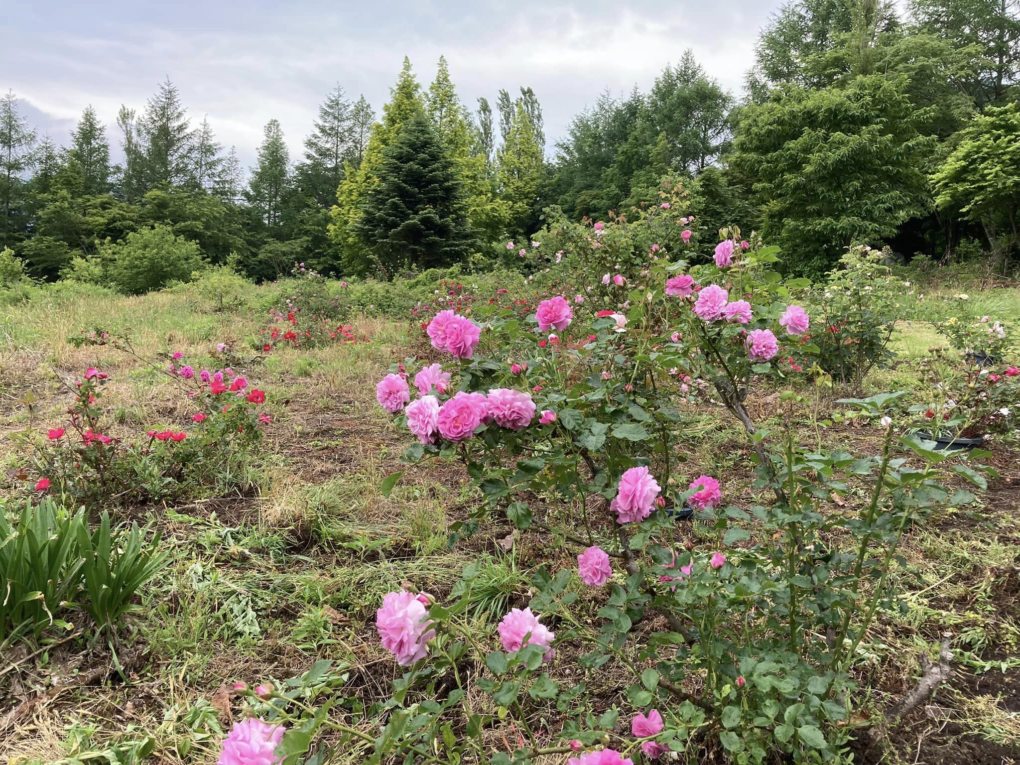 バラ苗 日本ばら園 減農薬バラ苗販売、バラ苗専門店、年中発送日本ばら