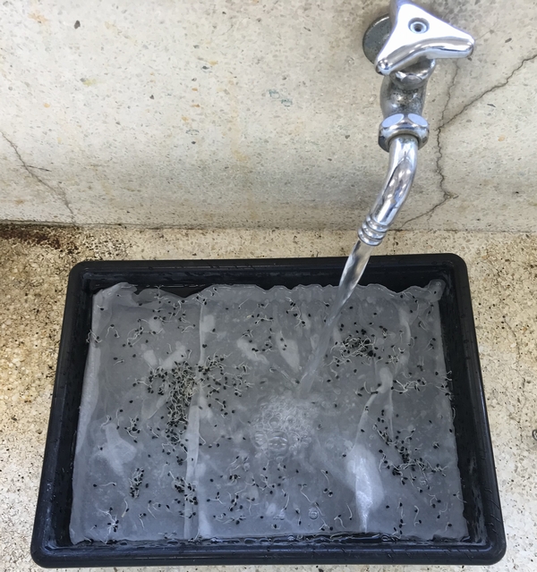水道水で種を回収