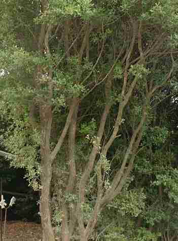 和歌山県の木　「ウバメガシ」　紀州備長炭の原木です。