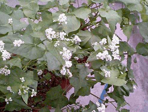 blooming soba